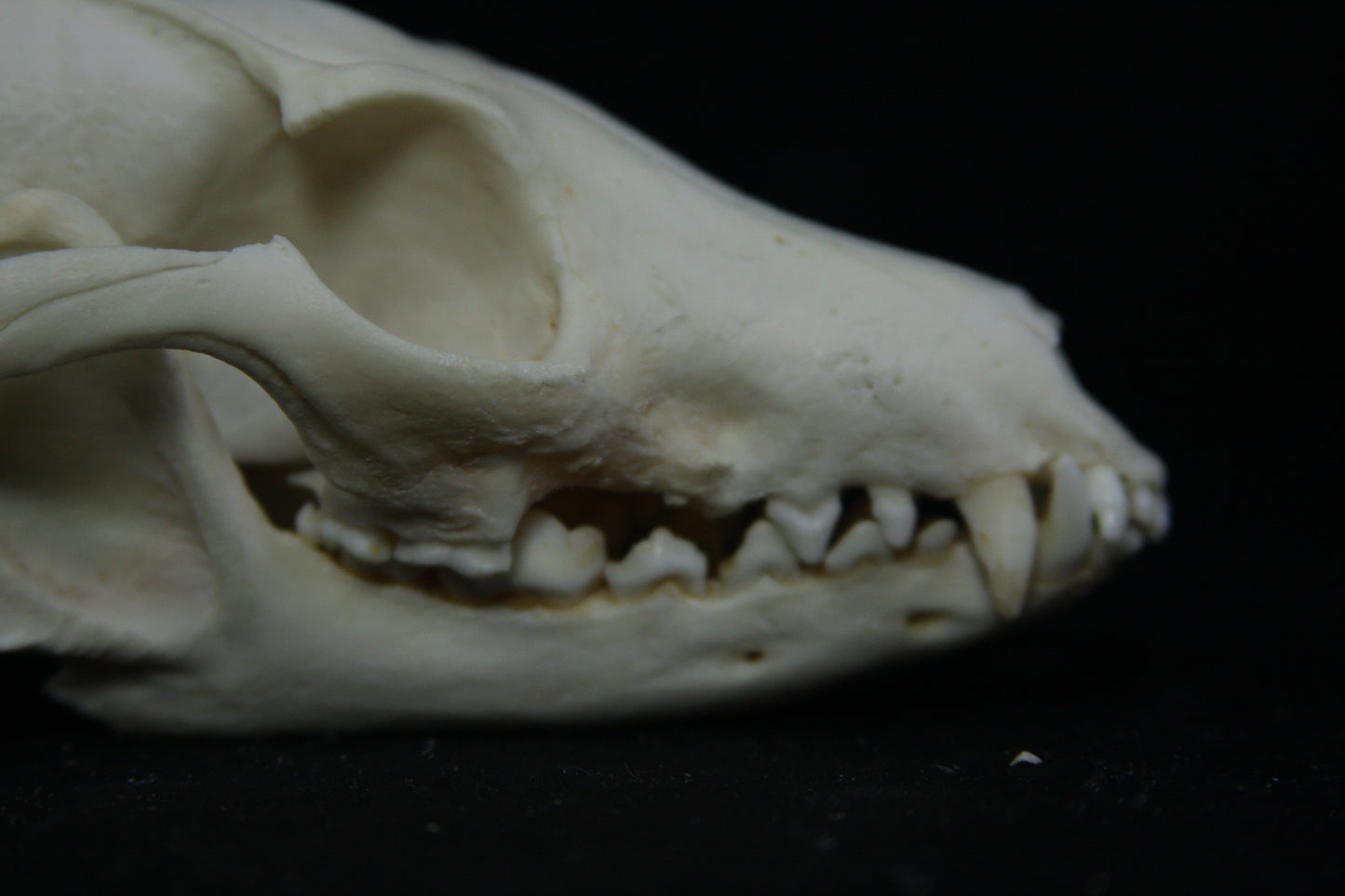Pathological Gray Fox Skull