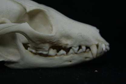 Pathological Gray Fox Skull