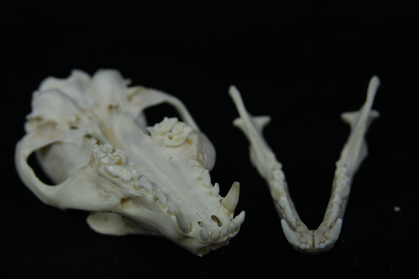 Pathological Gray Fox Skull
