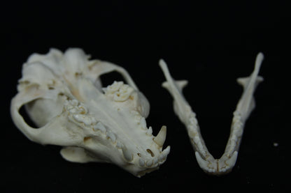 Pathological Gray Fox Skull