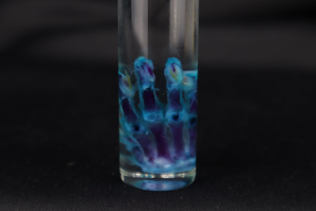 Diaphonized Kitten Paw