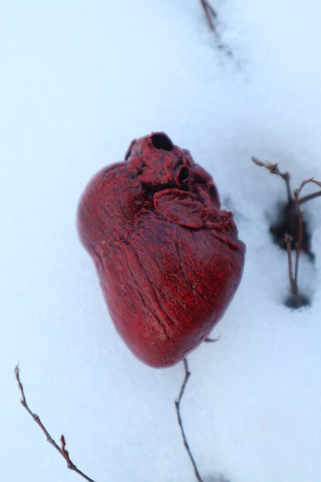 Dry Preserved Red Fox Heart