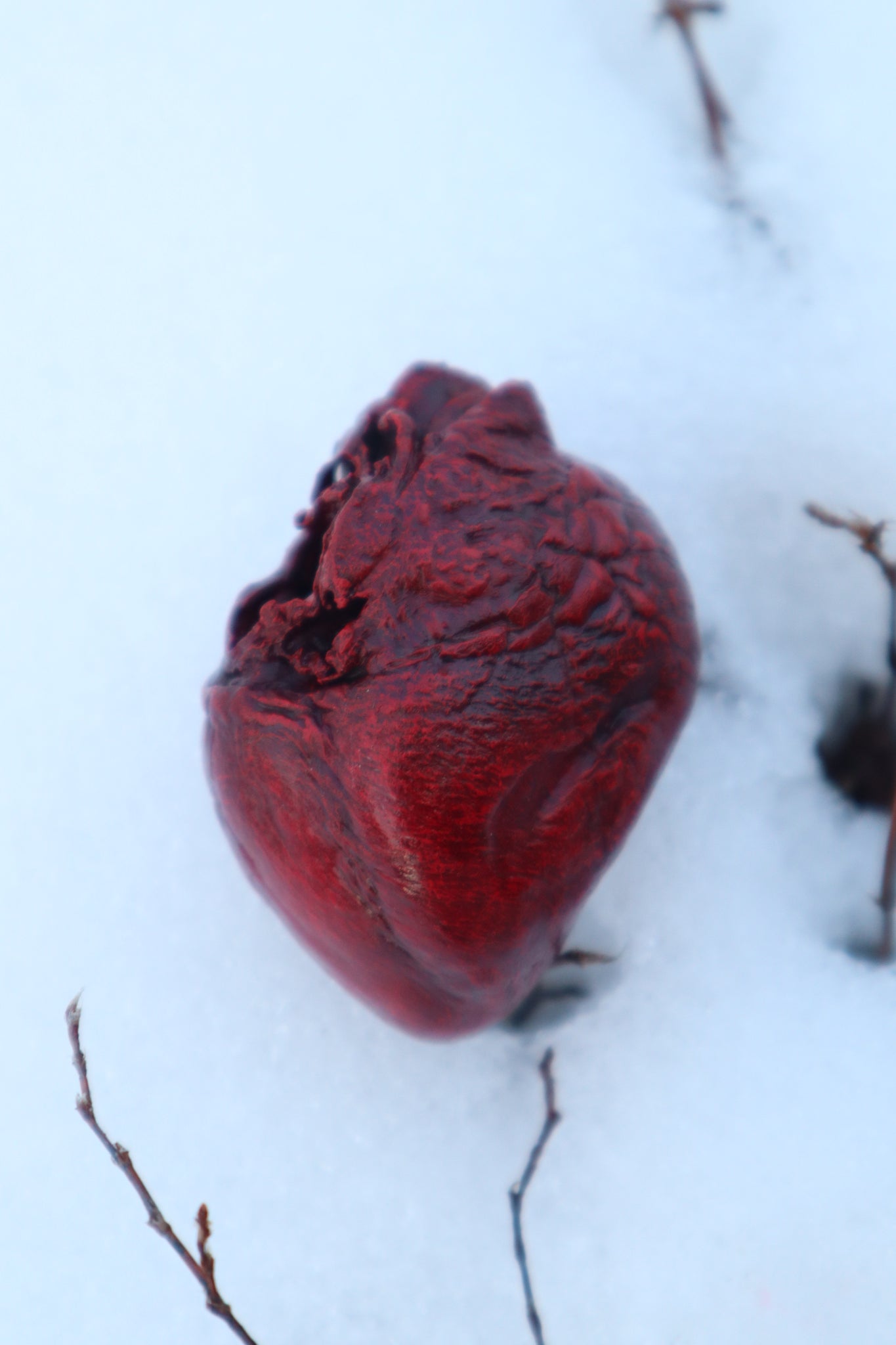 Dry Preserved Red Fox Heart