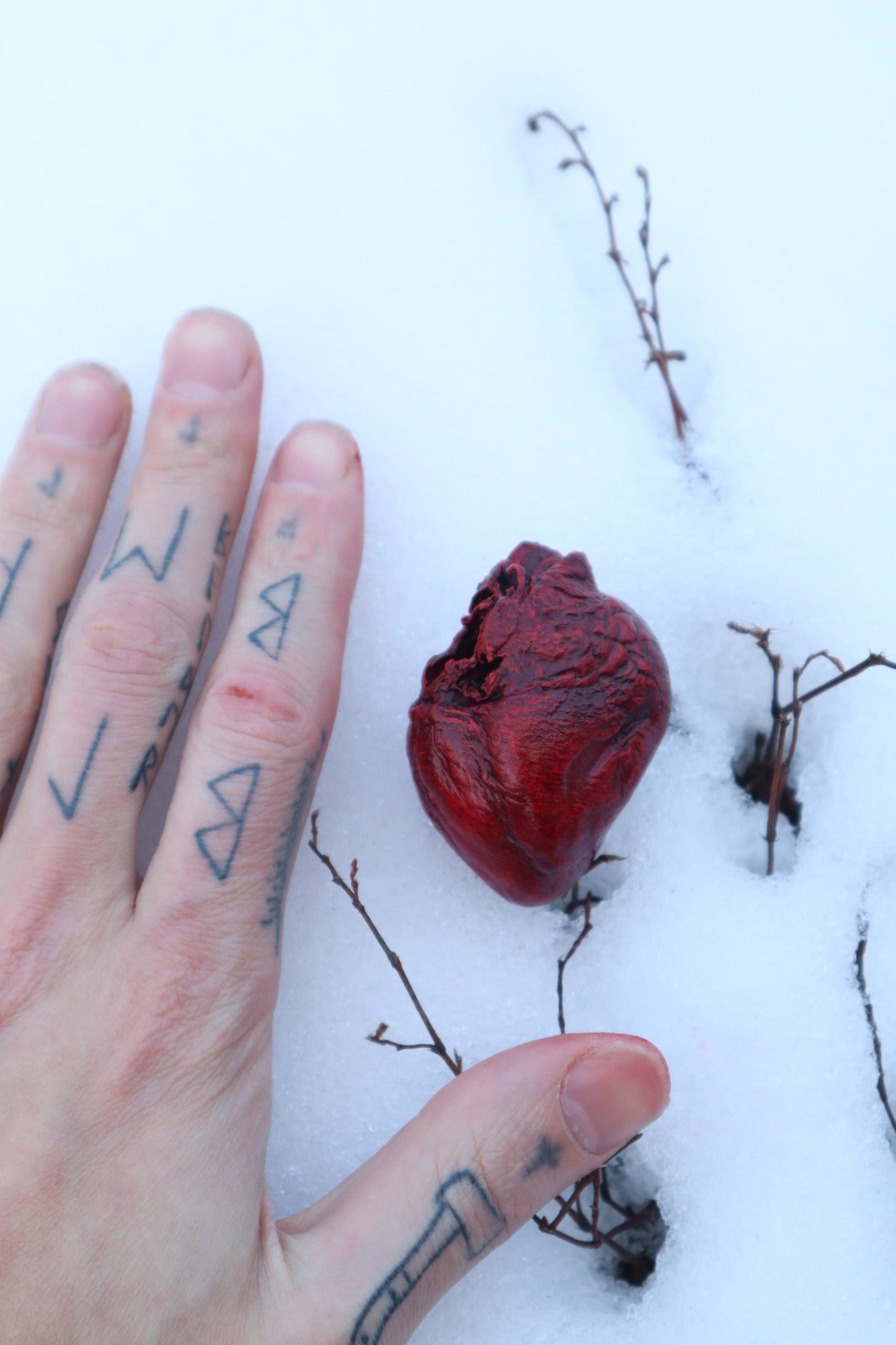 Dry Preserved Red Fox Heart