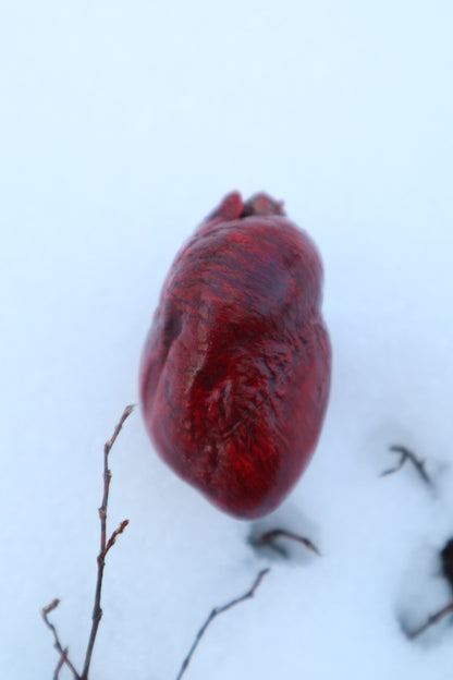 Dry Preserved Red Fox Heart