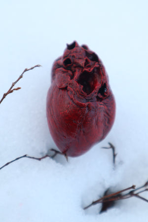 Dry Preserved Red Fox Heart