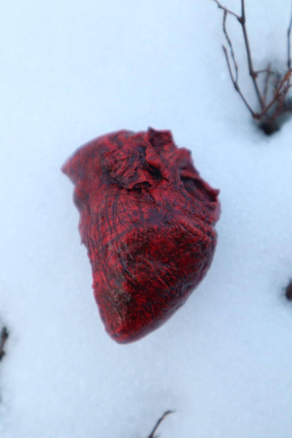 Dry Preserved Bisected Coyote Heart
