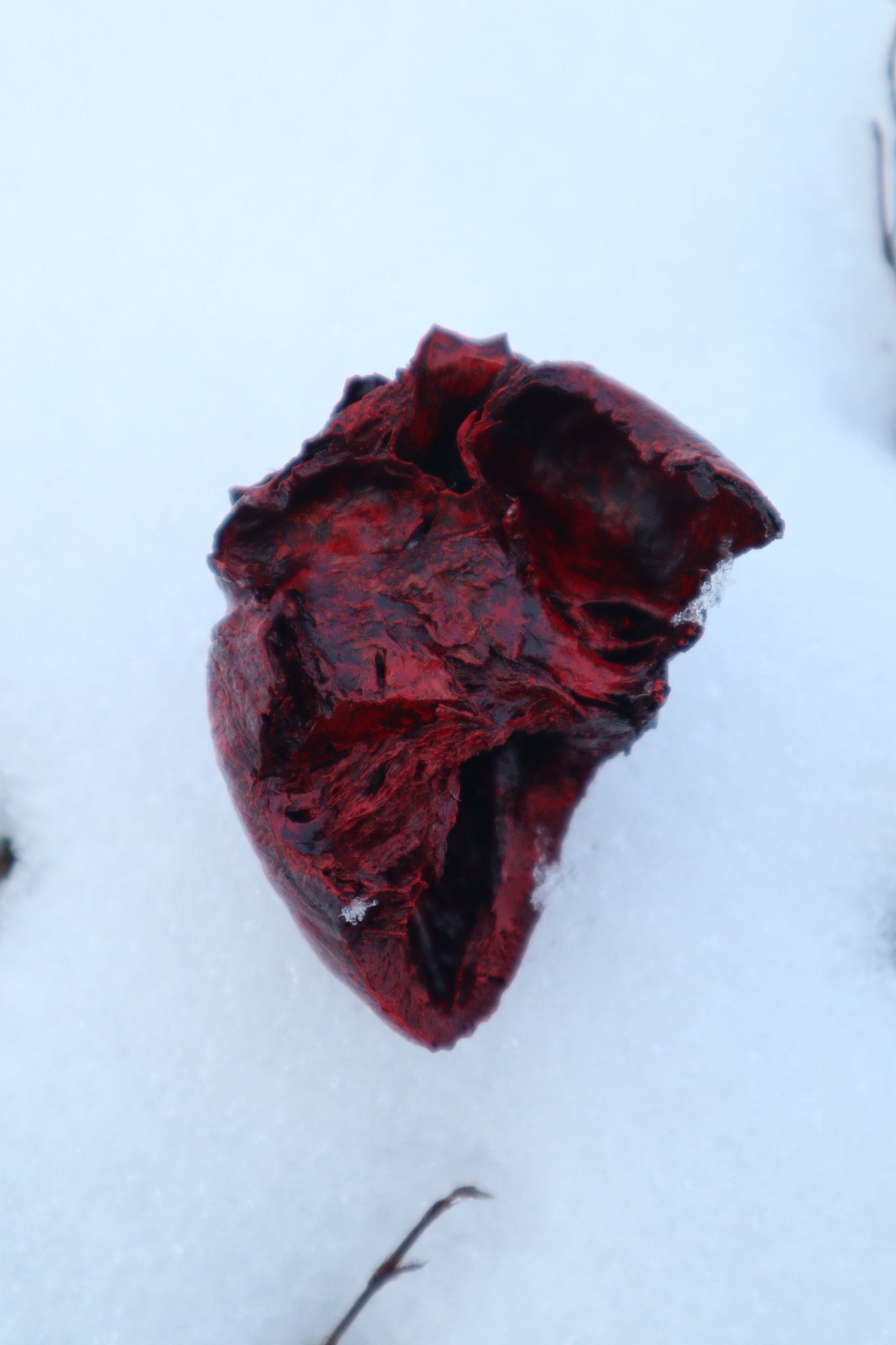 Dry Preserved Bisected Coyote Heart