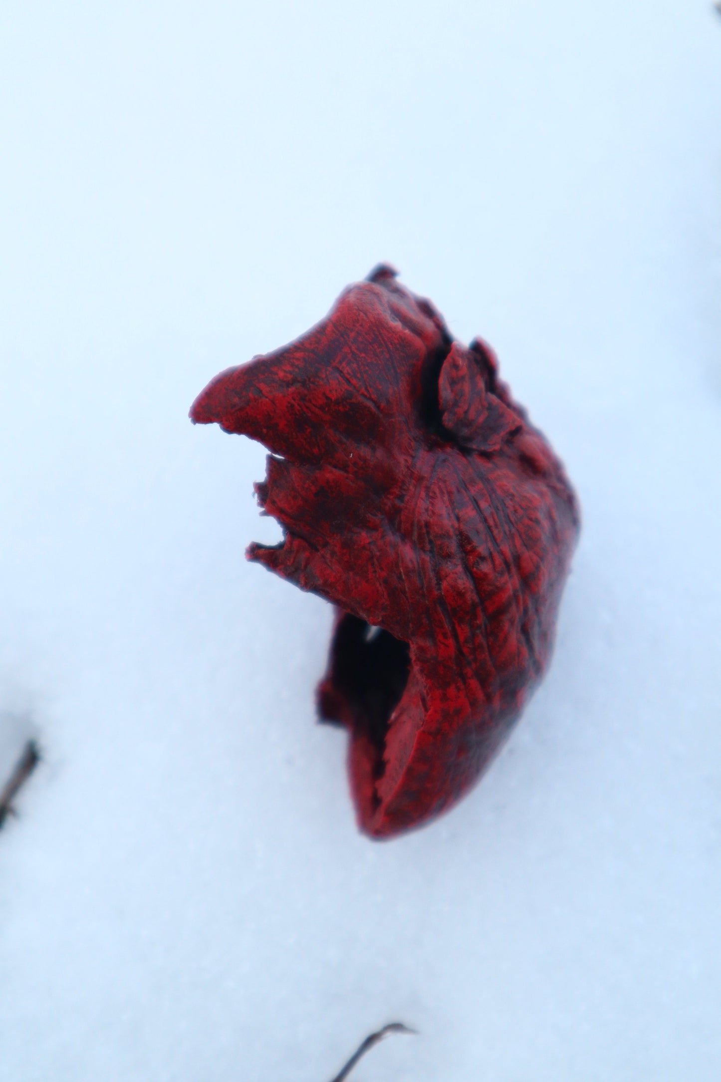 Dry Preserved Bisected Coyote Heart