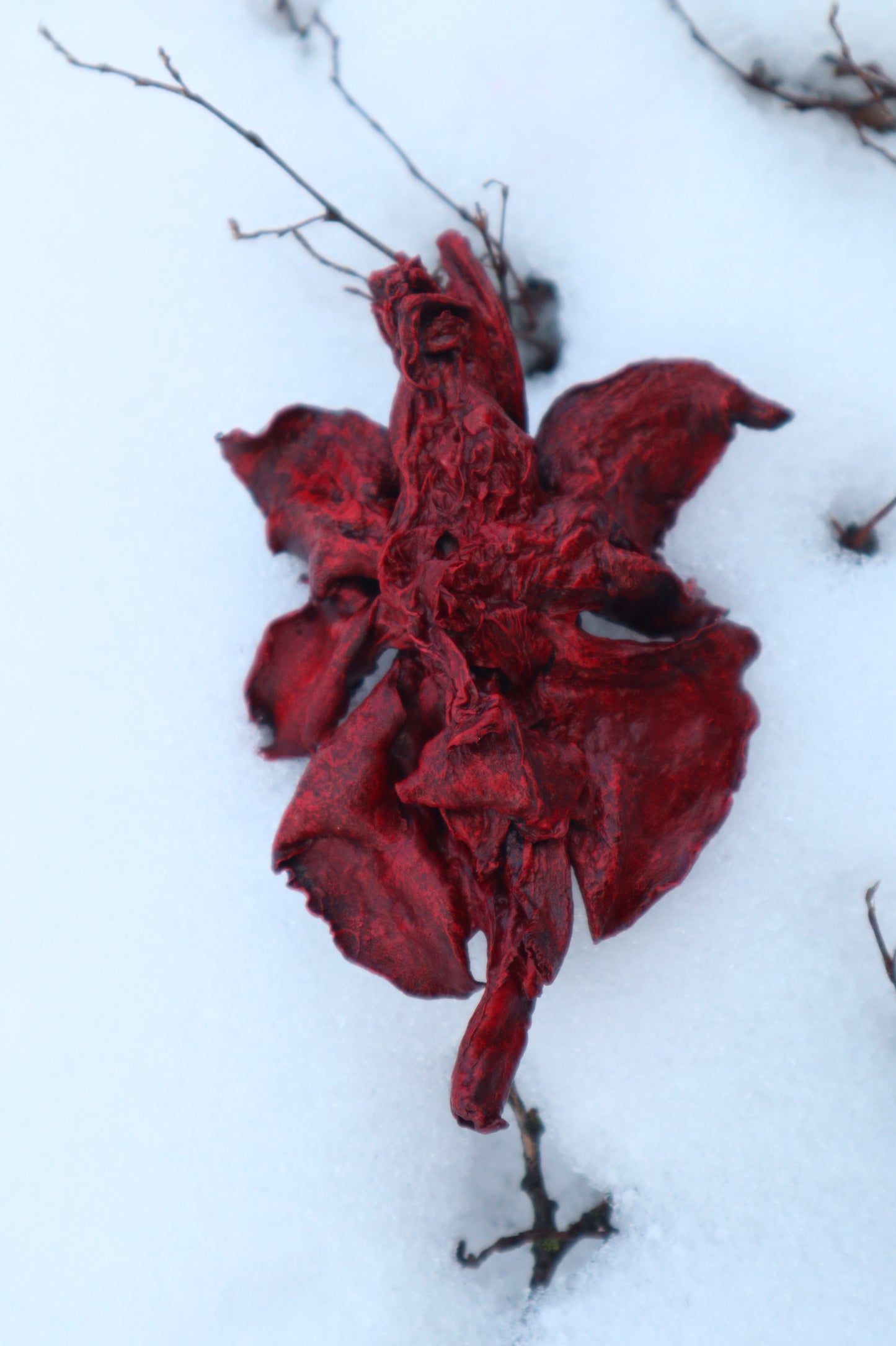 Dry Preserved Red Fox Lungs
