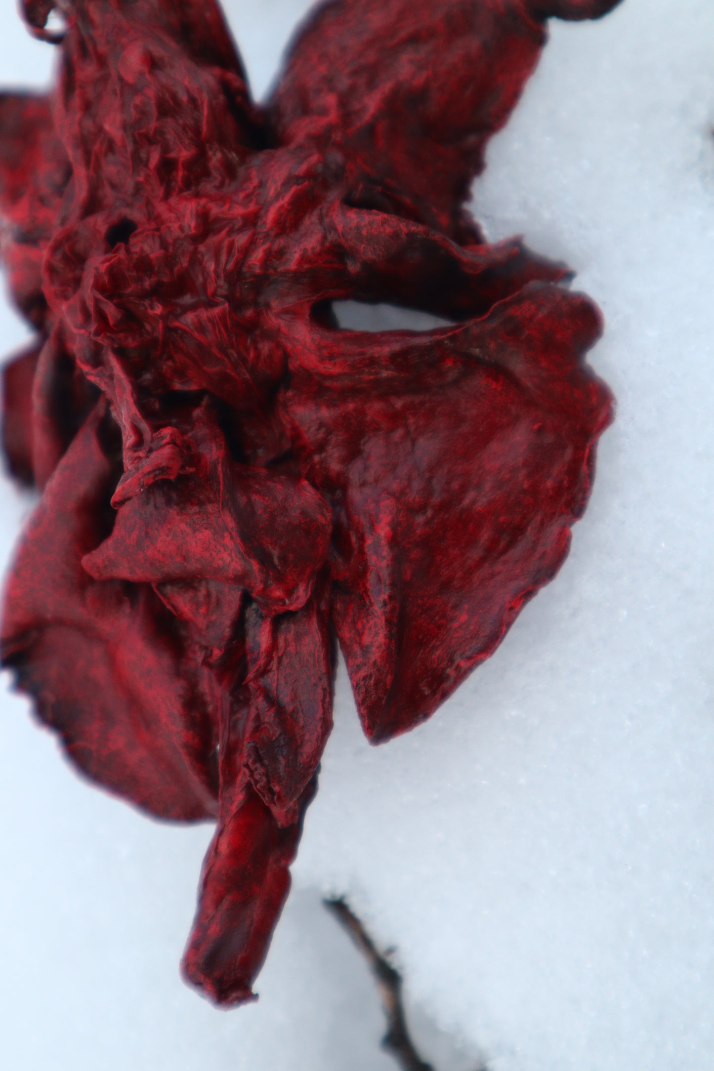 Dry Preserved Red Fox Lungs