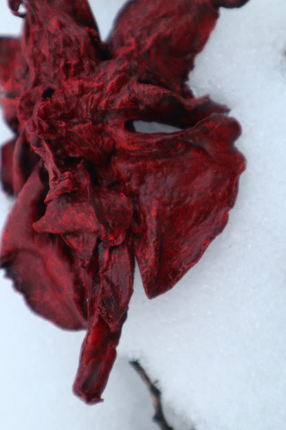 Dry Preserved Red Fox Lungs