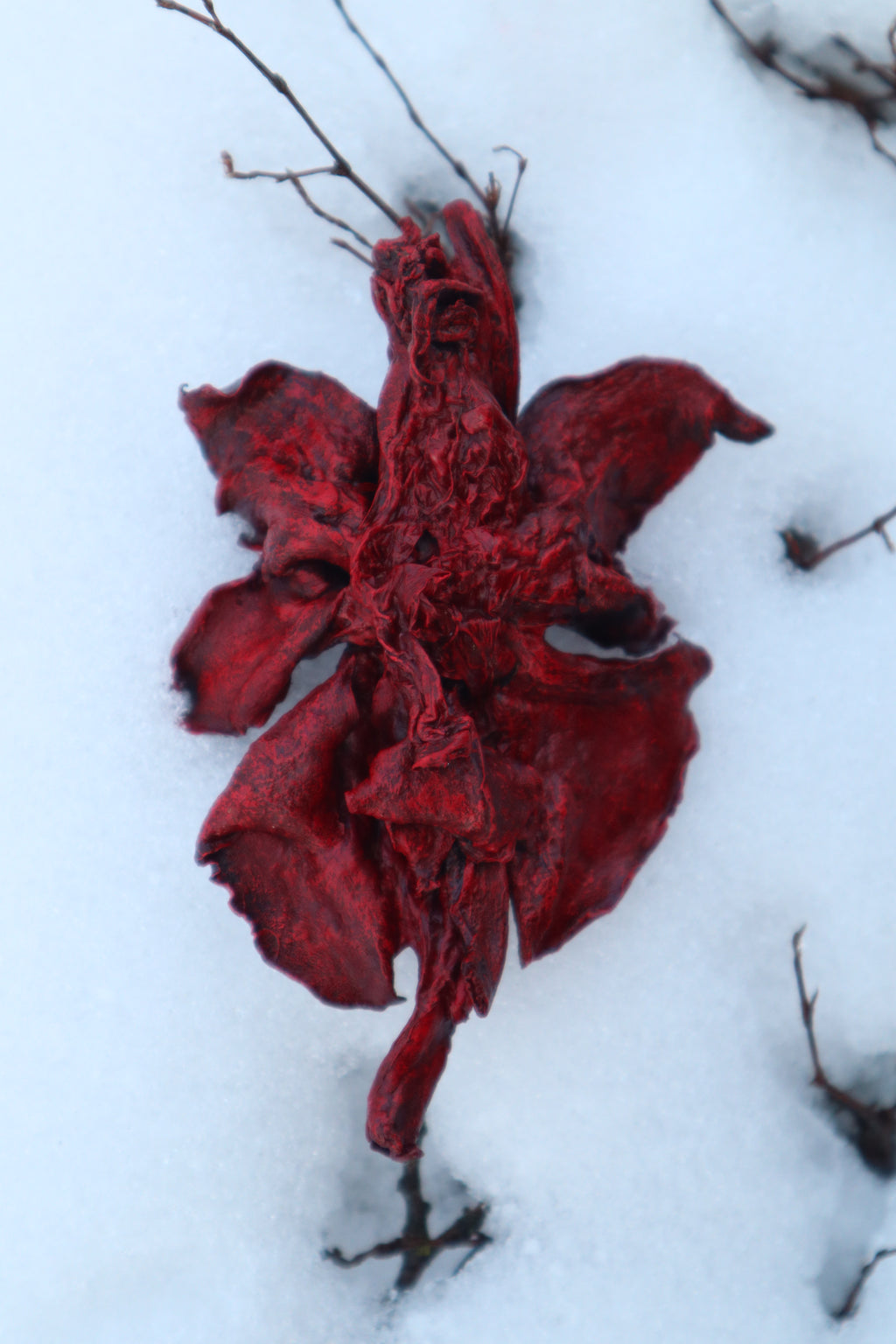 Dry Preserved Red Fox Lungs