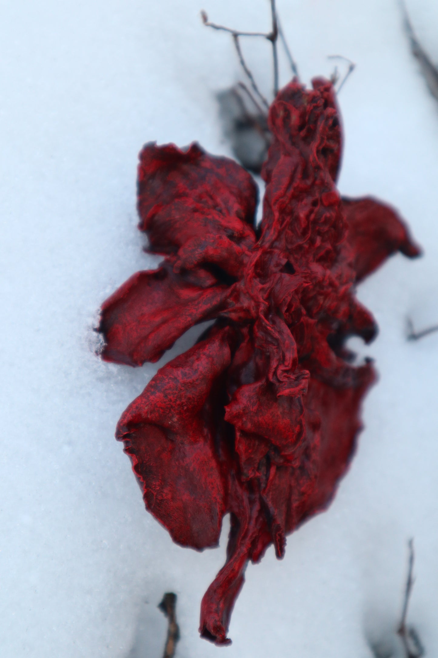 Dry Preserved Red Fox Lungs