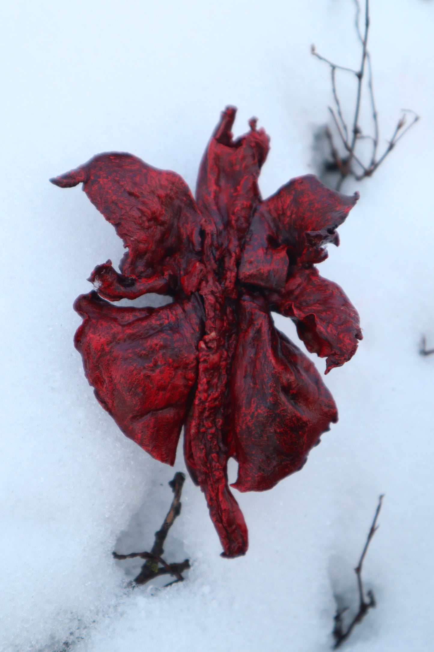 Dry Preserved Red Fox Lungs