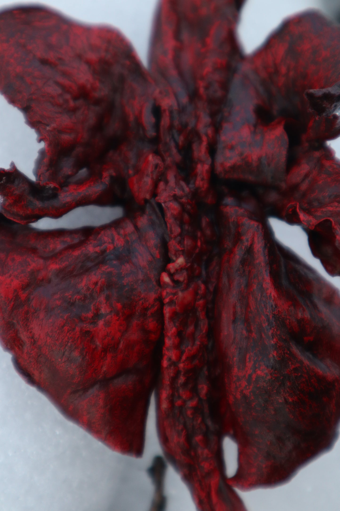 Dry Preserved Red Fox Lungs