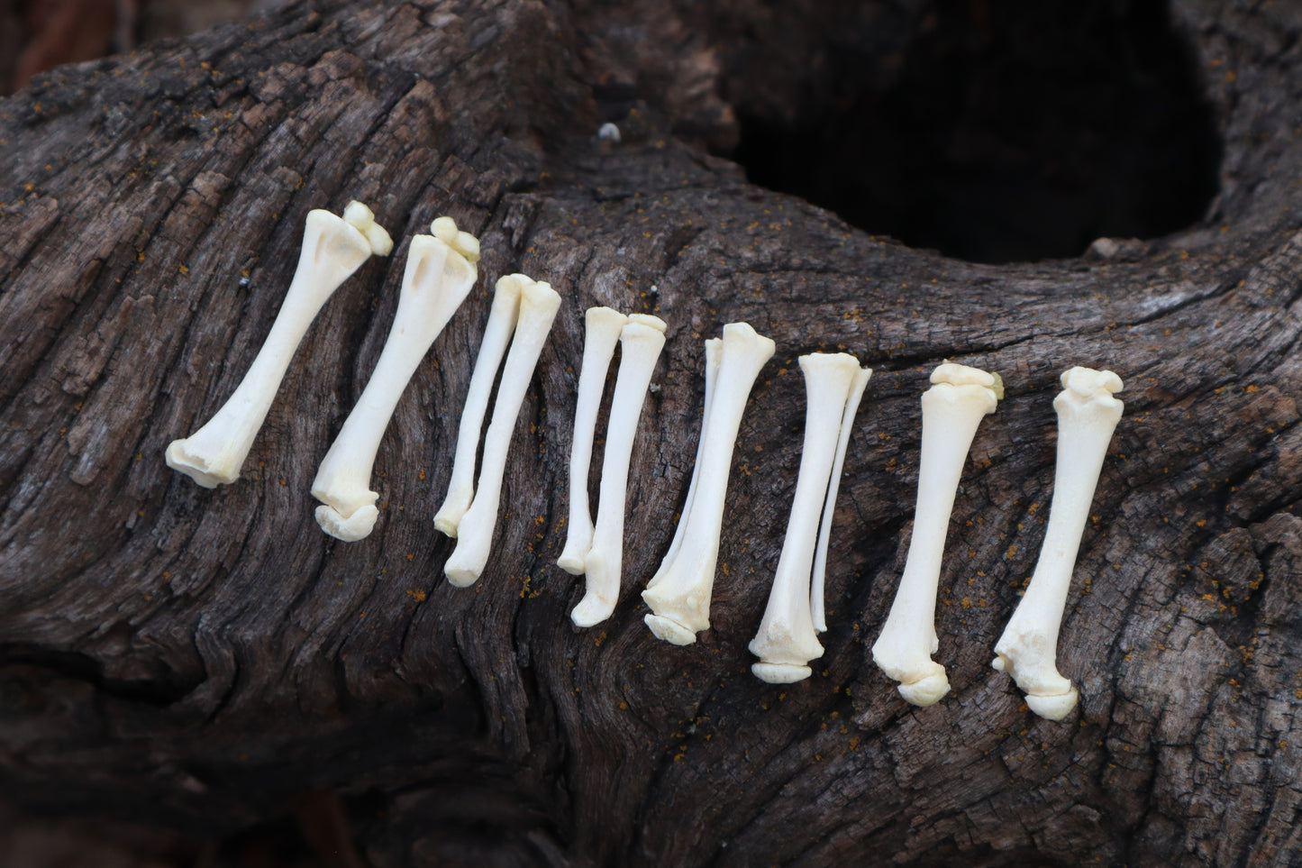 Kitten Bone Lot