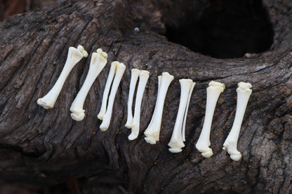 Kitten Bone Lot