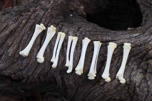 Kitten Bone Lot