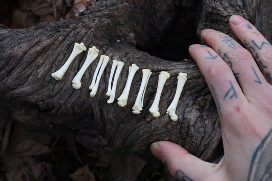 Kitten Bone Lot