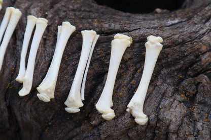 Kitten Bone Lot