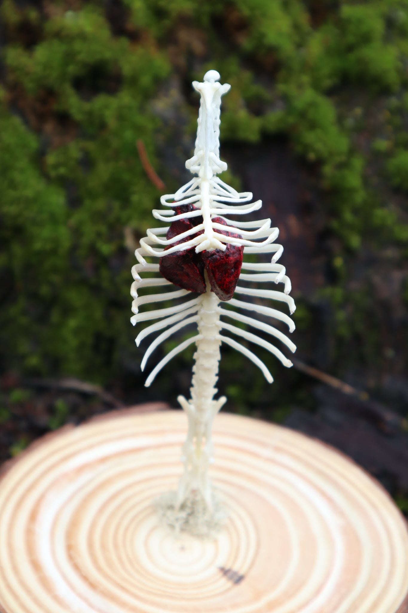 Articulated Mole Spinal Column