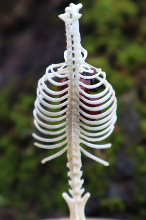 Articulated Mole Spinal Column