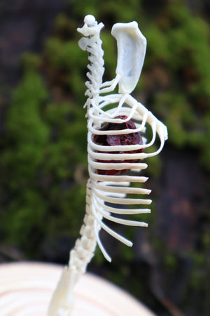 Articulated Mole Spinal Column