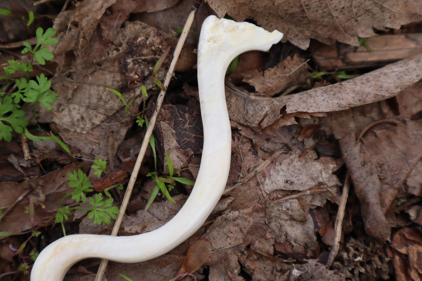 Elk Bone Offering Spoon