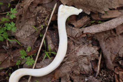Elk Bone Offering Spoon