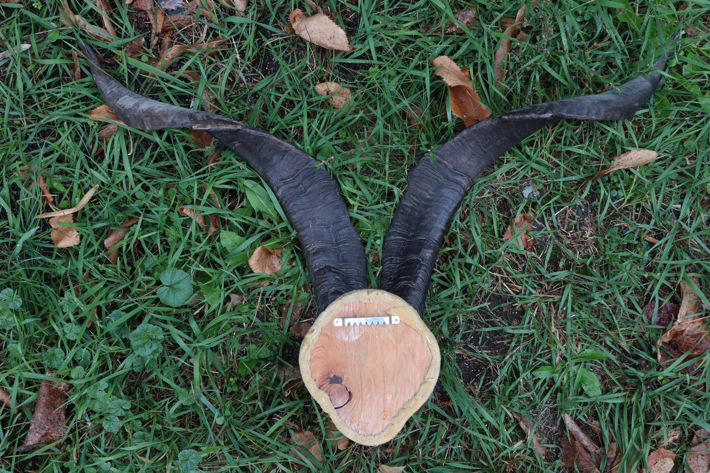 Vintage Catalina Goat Skull Cap with Horns