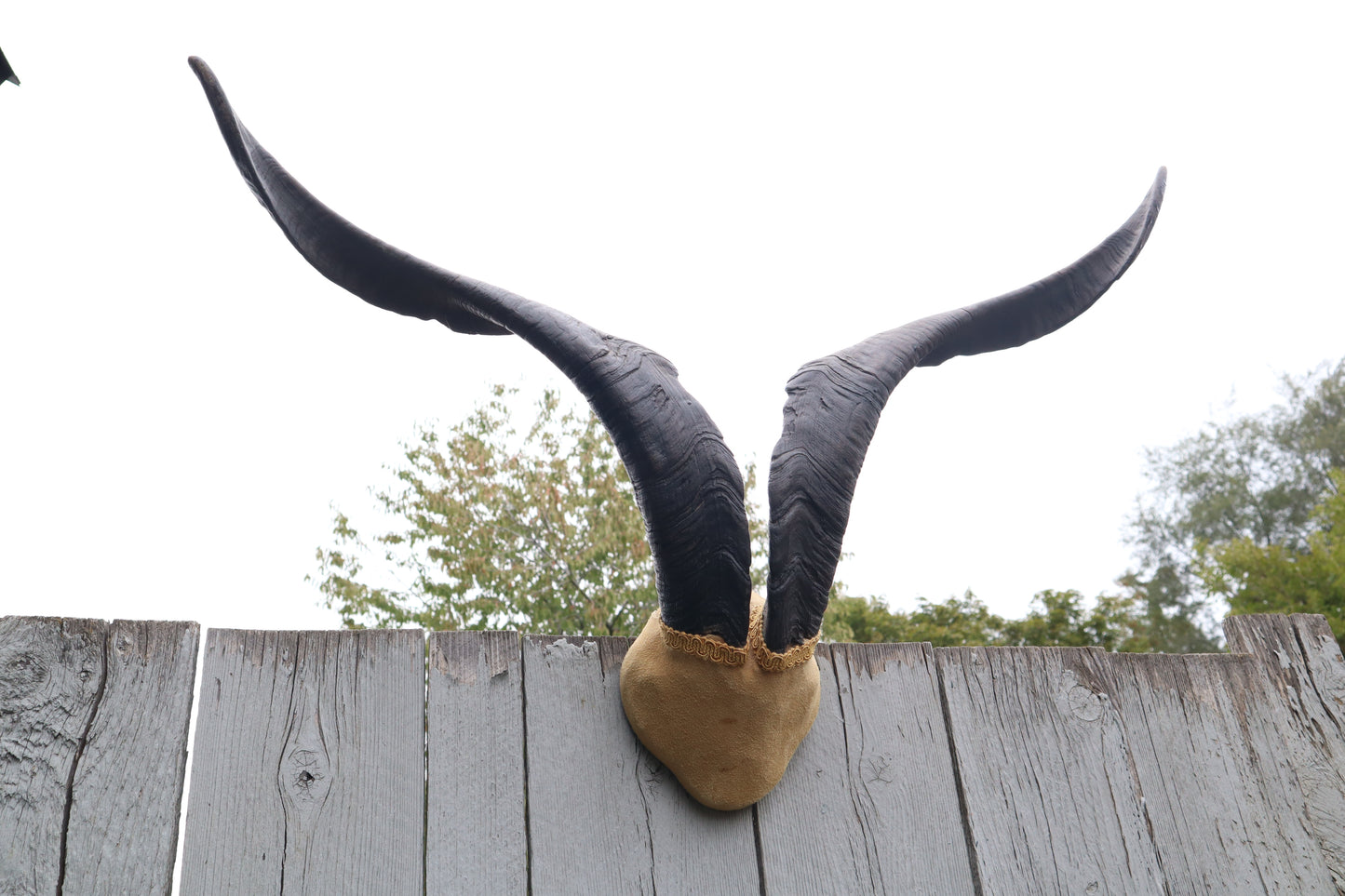 Vintage Catalina Goat Skull Cap with Horns