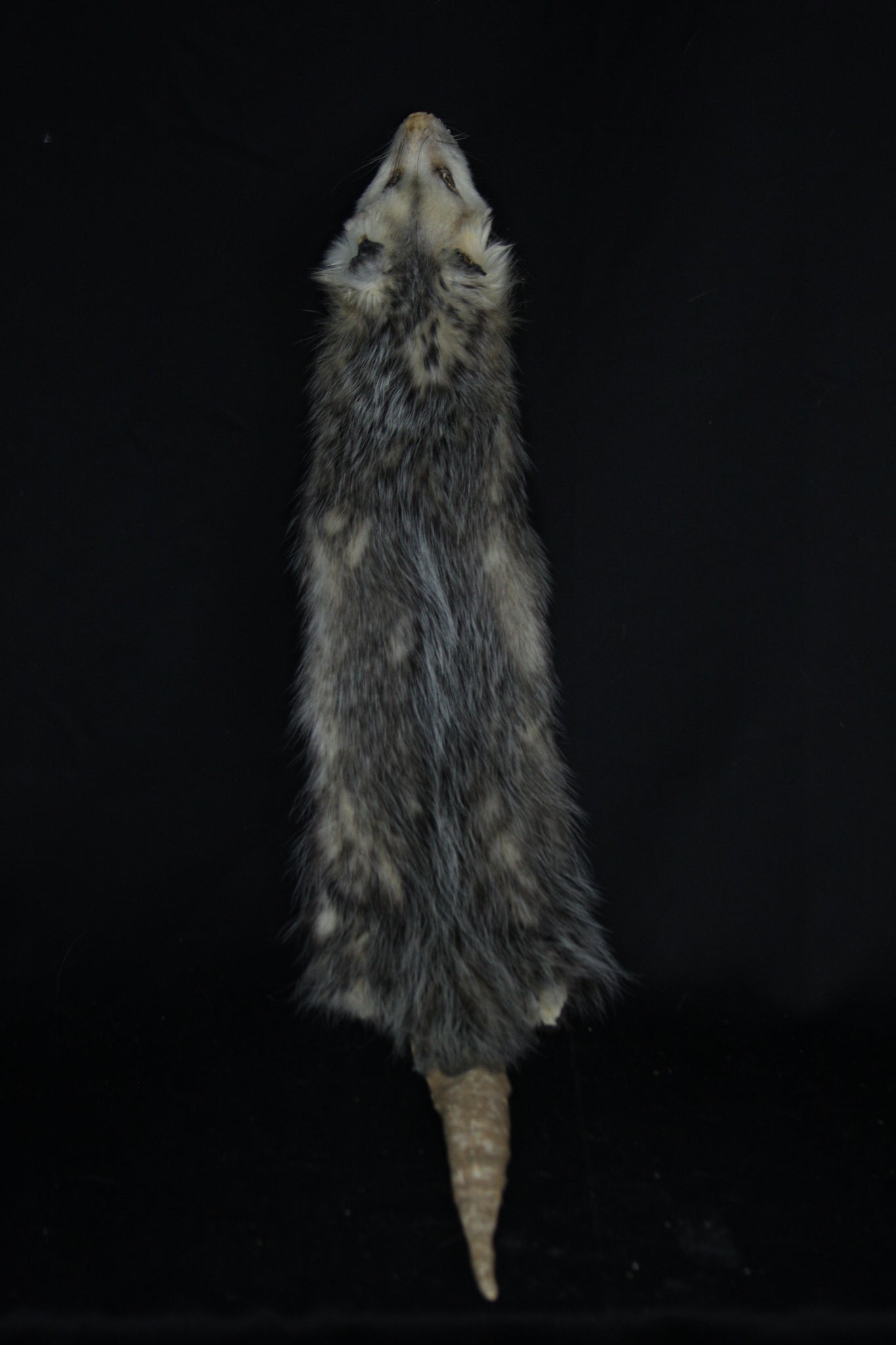 Opossum Wall Hanger