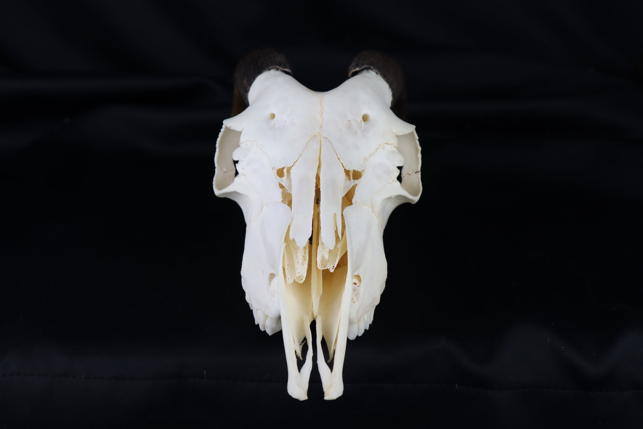 Medium Horned Goat Skull