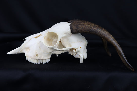 Medium Horned Goat Skull