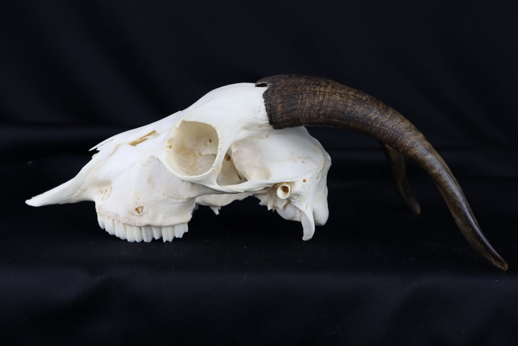 Medium Horned Goat Skull