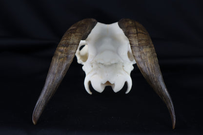 Medium Horned Goat Skull