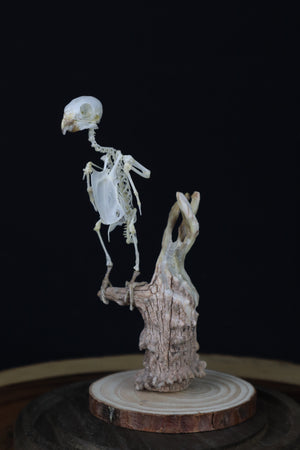 Articulated Parakeet Skeleton