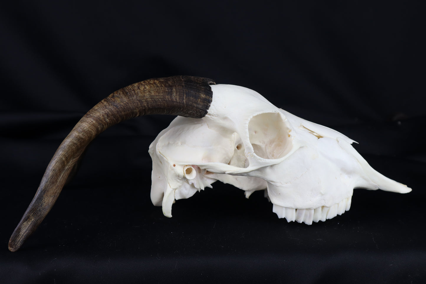 Medium Horned Goat Skull