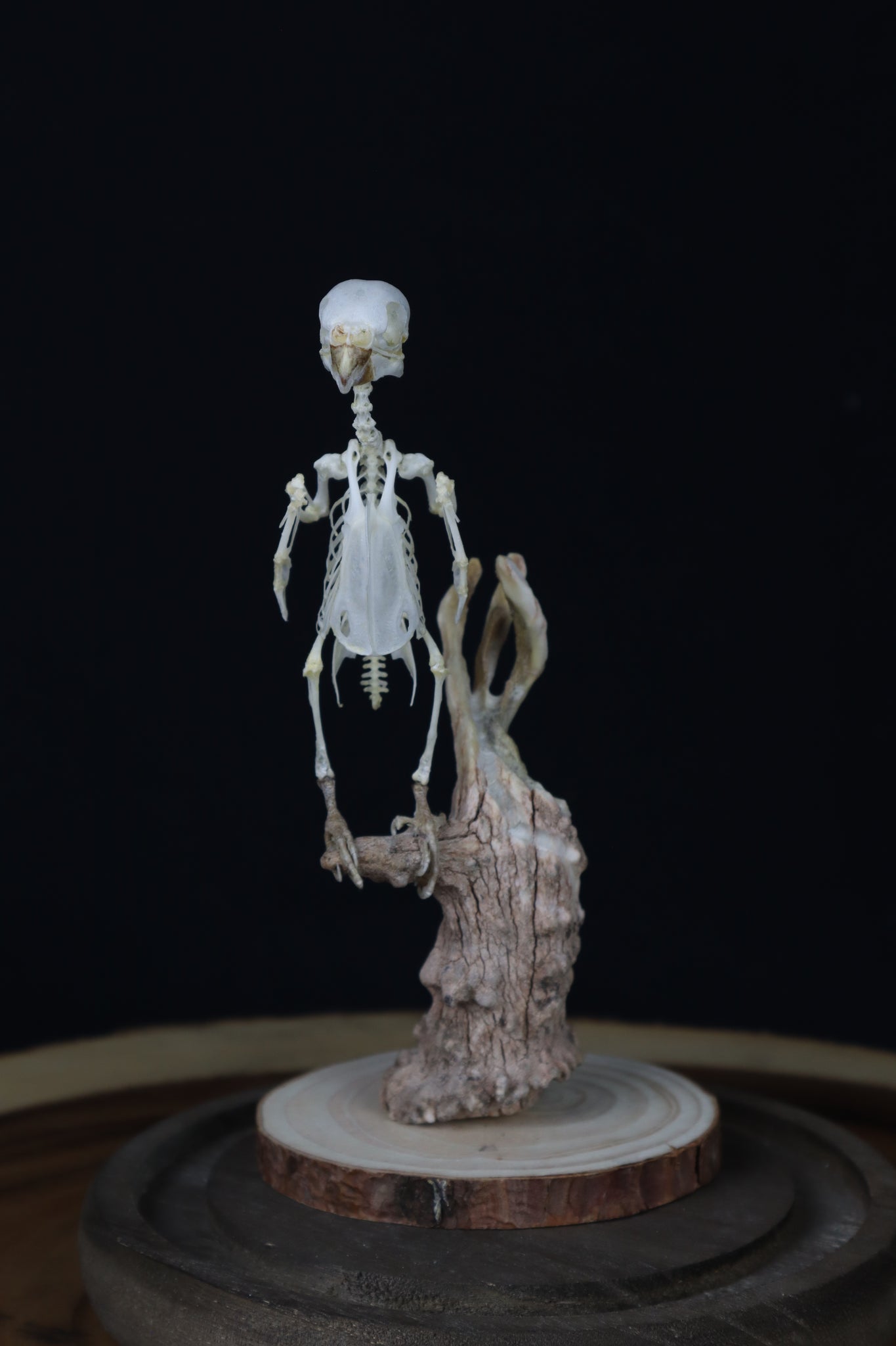 Articulated Parakeet Skeleton