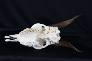 Medium Horned Goat Skull