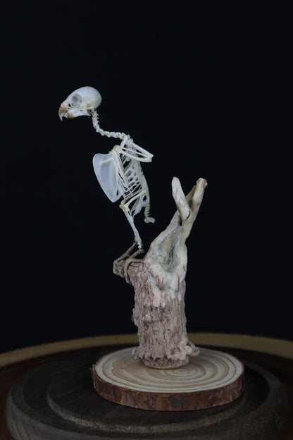 Articulated Parakeet Skeleton