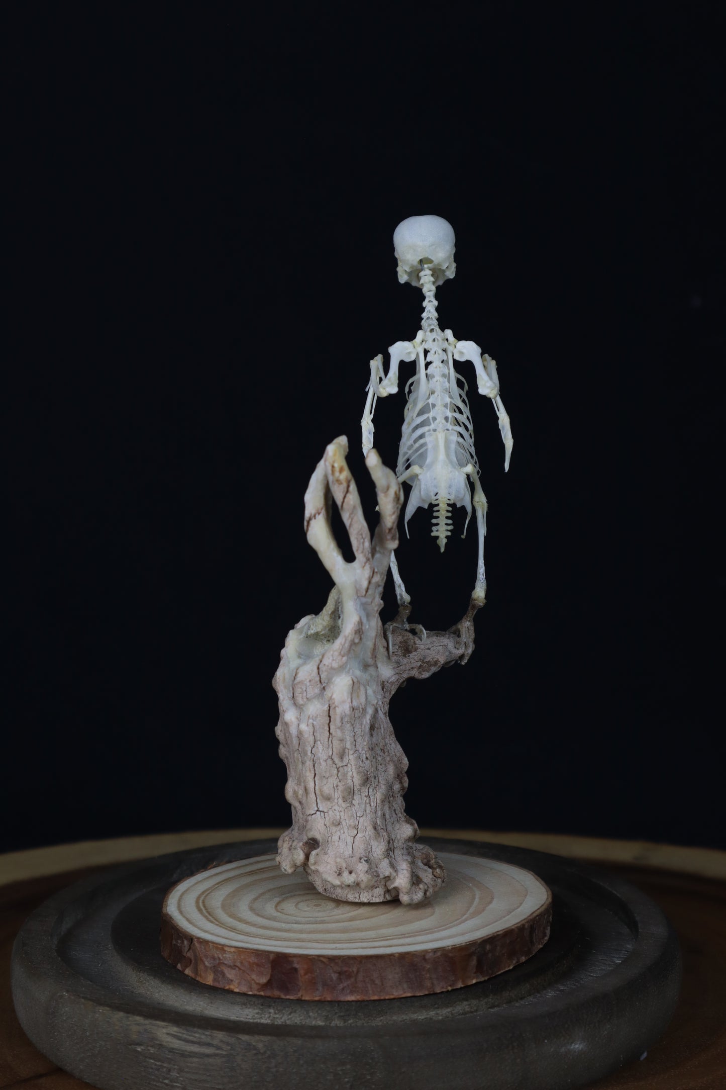 Articulated Parakeet Skeleton