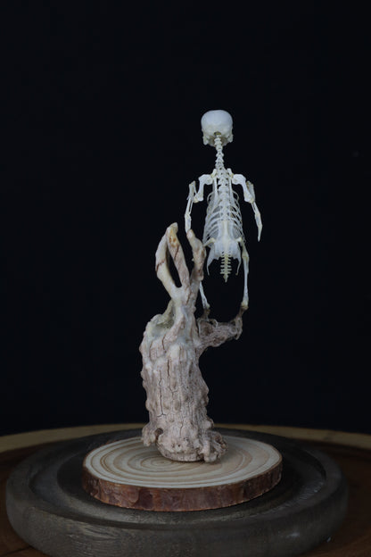 Articulated Parakeet Skeleton