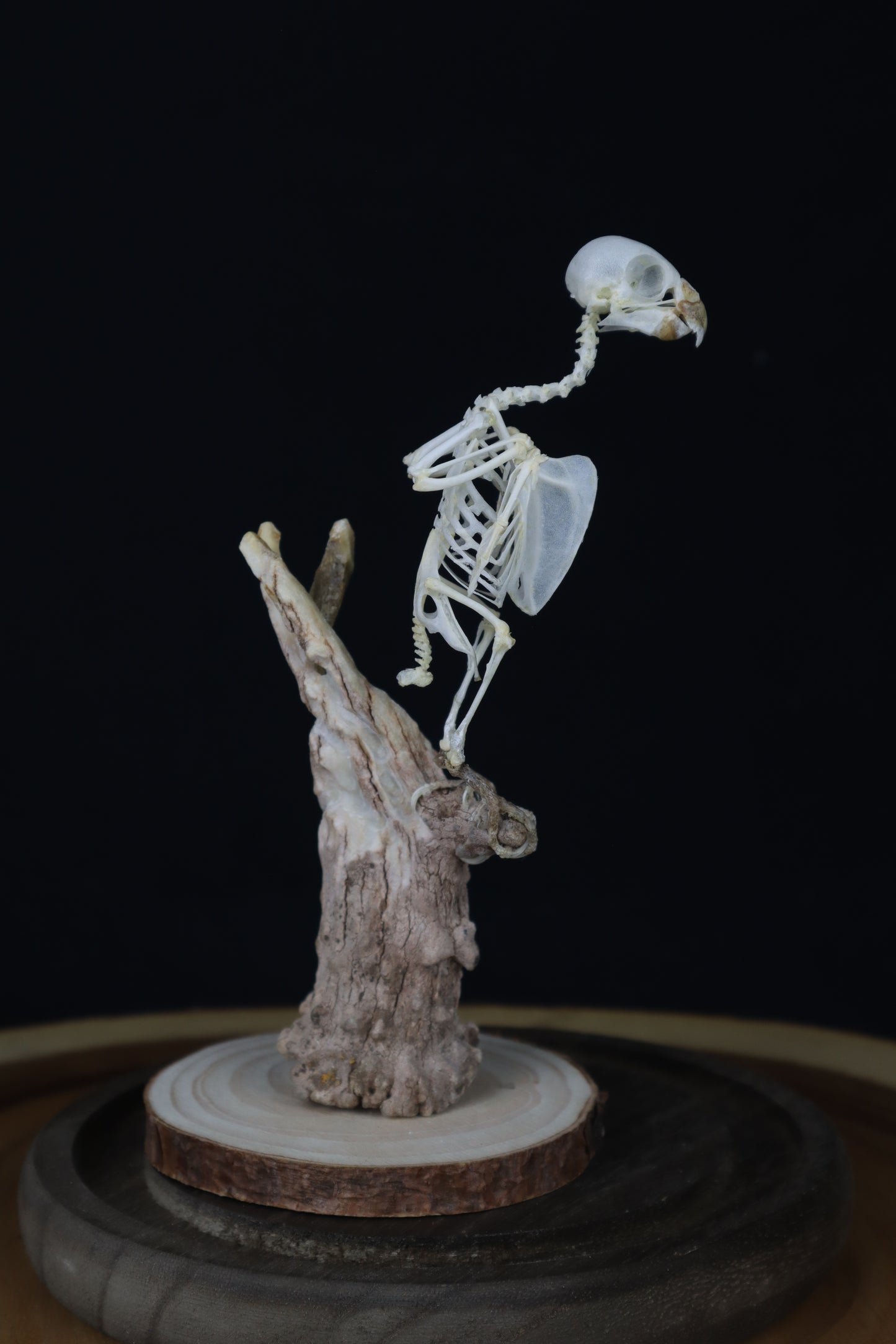 Articulated Parakeet Skeleton