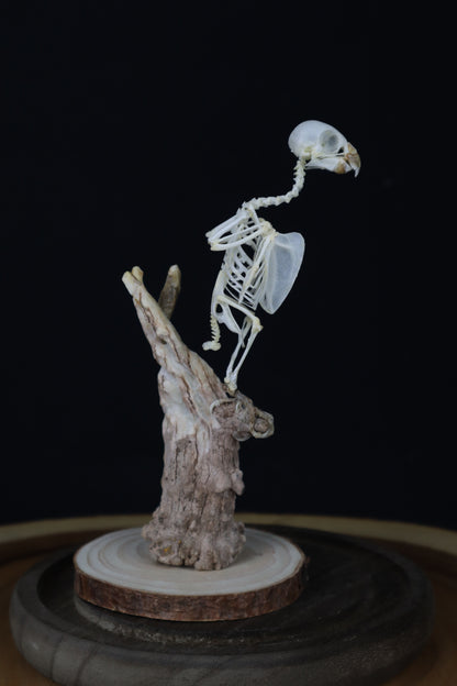 Articulated Parakeet Skeleton