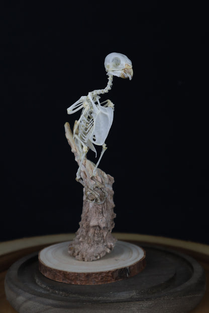 Articulated Parakeet Skeleton