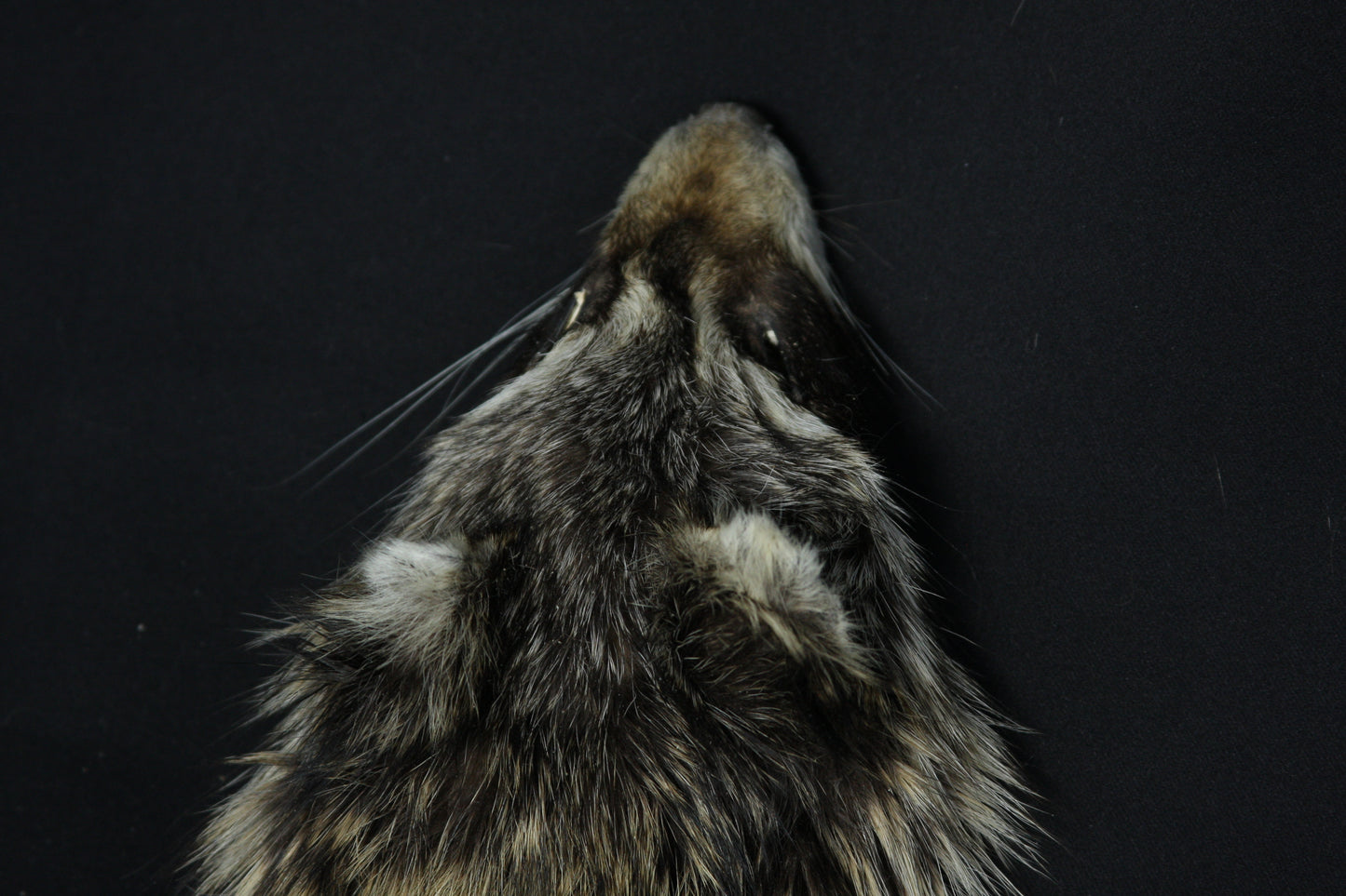 Raccoon Wall Hanger