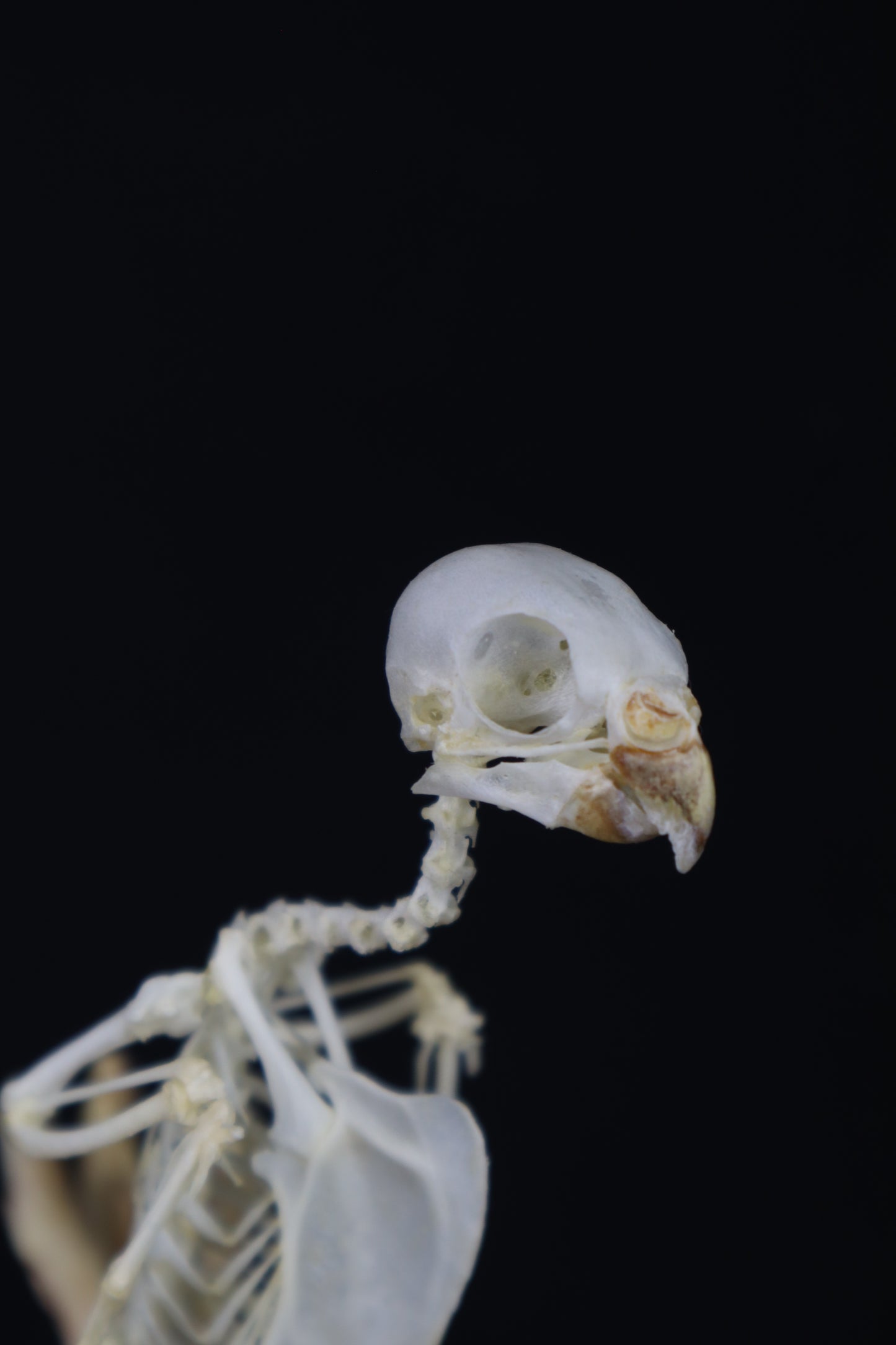 Articulated Parakeet Skeleton