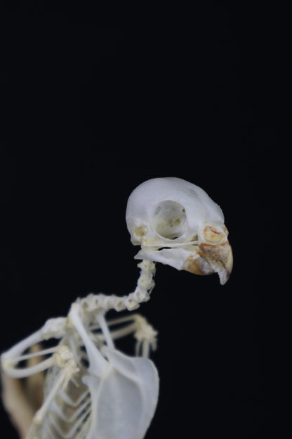Articulated Parakeet Skeleton